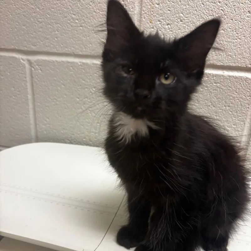 A baby small-sized female Black Domestic Medium Hair cat named Topanga for adoption in Bristol, IN