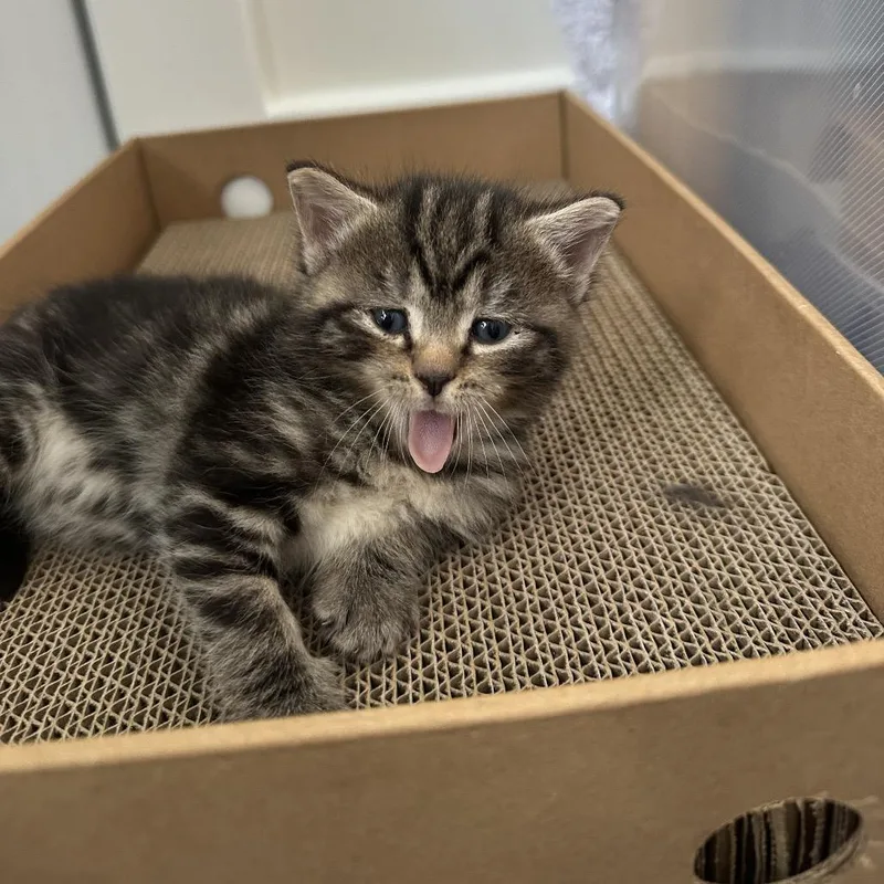A baby small-sized female Black Domestic Short Hair cat named Fresca for adoption in Middle Village, NY