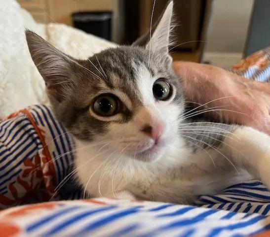 A baby small-sized male Domestic Short Hair cat named Afro for adoption in Magnolia, TX