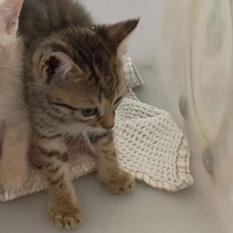 A baby small-sized female Brown / Chocolate Domestic Short Hair cat named Uno for adoption in Columbus, GA