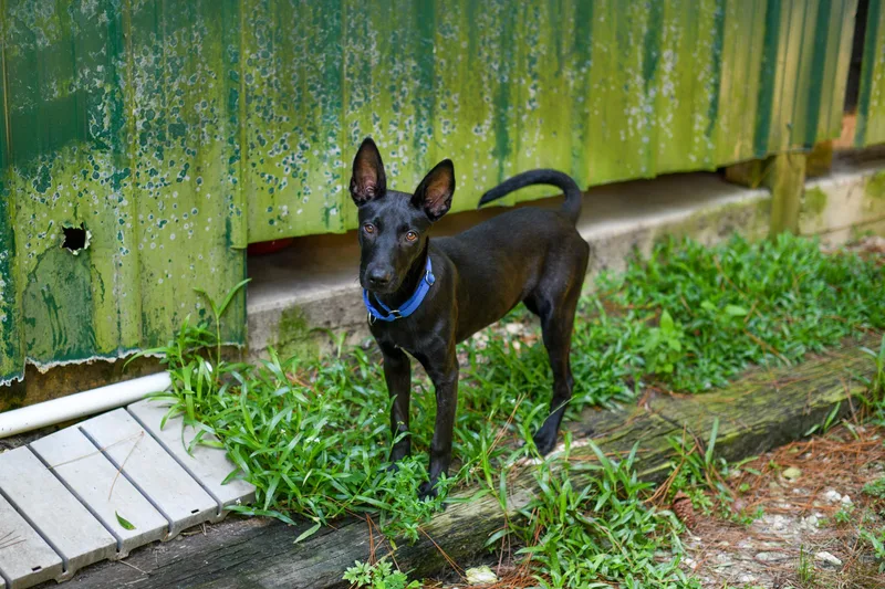 A baby medium-sized male Shepherd dog named PeeWee for adoption in BONIFAY, FL
