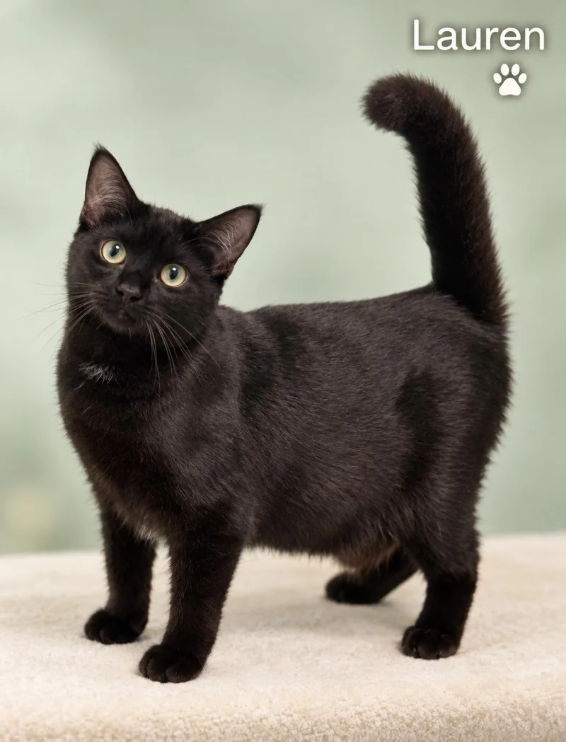 A baby medium-sized female Black Domestic Short Hair cat named Lauren for adoption in Pawleys Island, SC