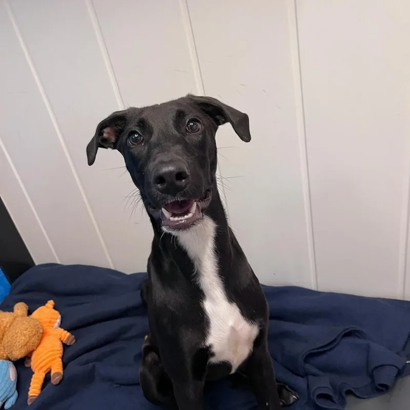 A baby small-sized female Black Mixed Breed dog named Priscilla for adoption in Playa Vista, CA