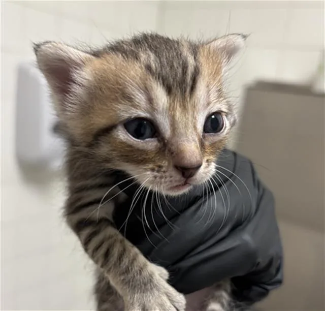 A baby medium-sized male Domestic Short Hair cat named Nita for adoption in Dallas, TX
