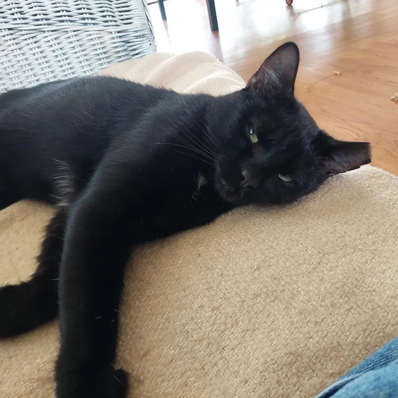 A young small-sized male American Shorthair cat named Panther for adoption in Westport, CT
