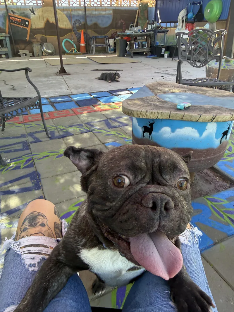 An adult medium-sized male French Bulldog dog named Milo for adoption in Mesa, AZ