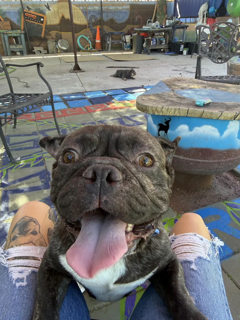Milo thumbnail 6