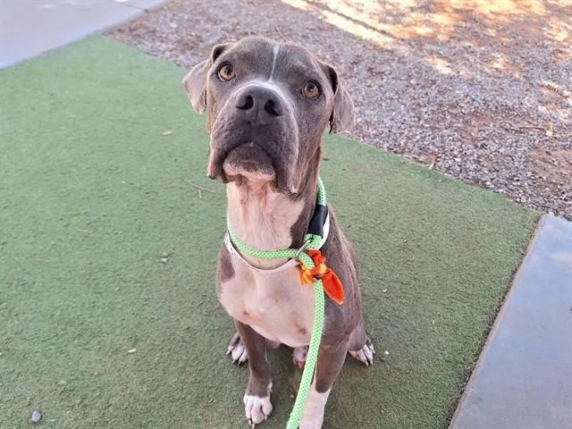 An adult large-sized male Pit Bull Terrier dog named Keanu for adoption in Phoenix, AZ