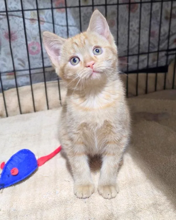 A baby small-sized female Domestic Short Hair cat named Citrine for adoption in Novato, CA