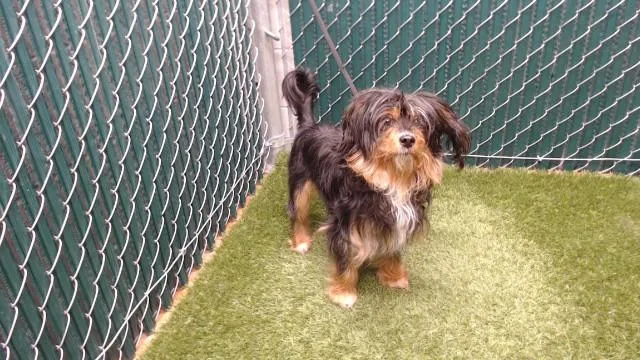 An adult medium-sized female Silky Terrier dog named Mimi for adoption in Agoura, CA