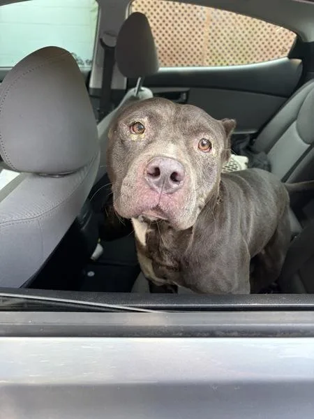 An adult large-sized male American Staffordshire Terrier dog named Brutus for adoption in Mobile, AL