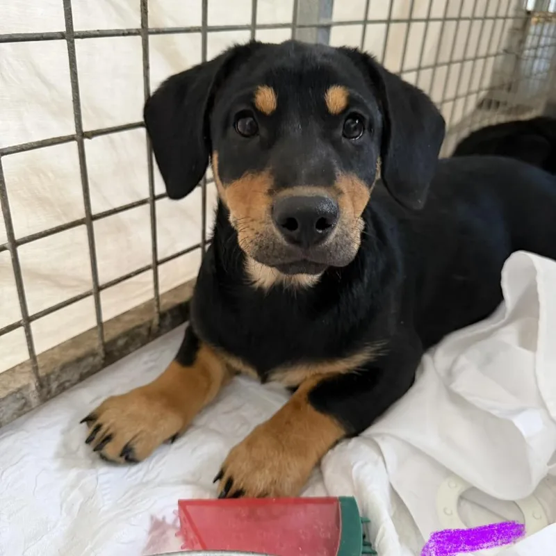 A baby small-sized female Black Mixed Breed dog named Crab Rangoon for adoption in Moab, UT