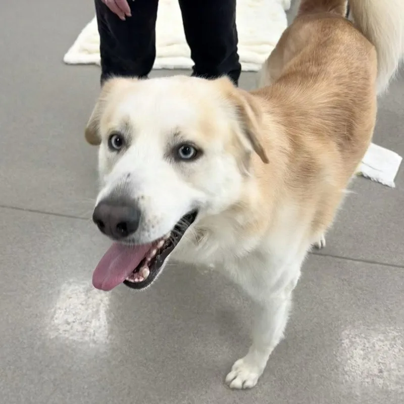 An adult medium-sized male White / Cream Mixed Breed dog named Canelo for adoption in Eatontown, NJ
