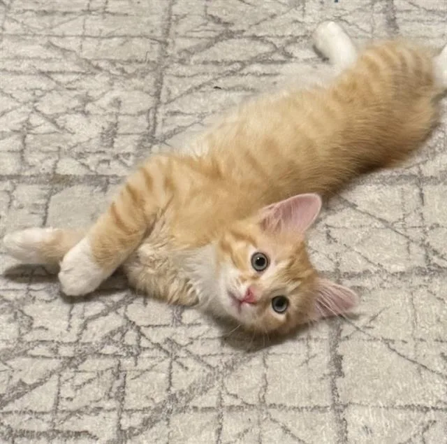 A baby small-sized male Domestic Short Hair cat named Mr. Motor for adoption in Sacramento, CA