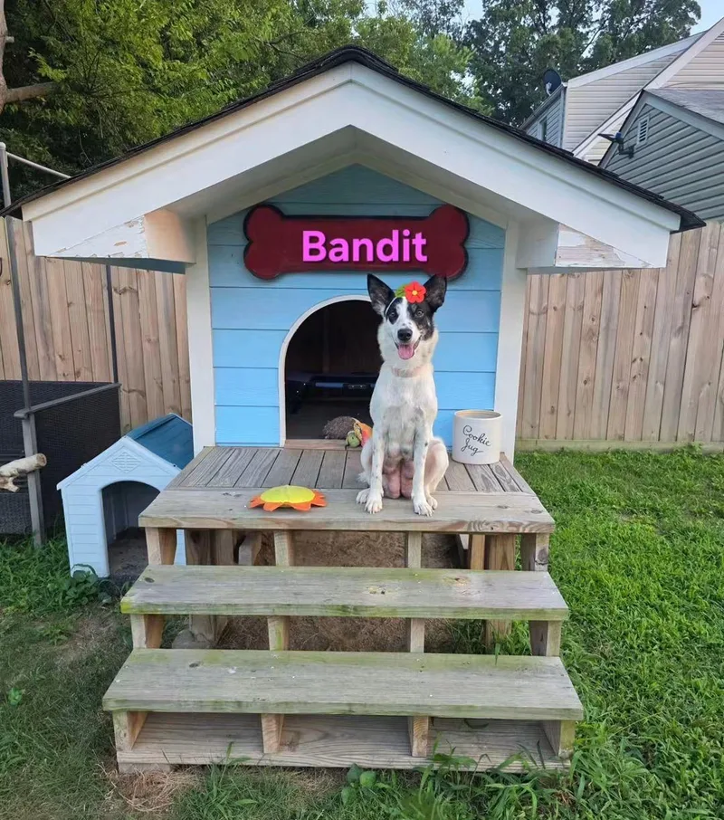 An adult medium-sized female Australian Cattle Dog / Blue Heeler dog named Bandit for adoption in Hampton, VA