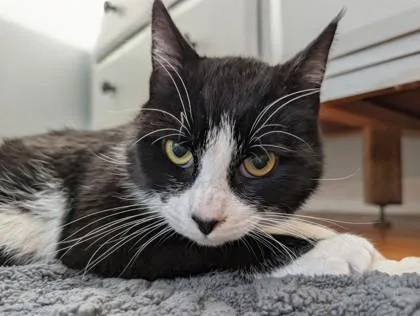 Jim `a Priority Pet` thumbnail 3