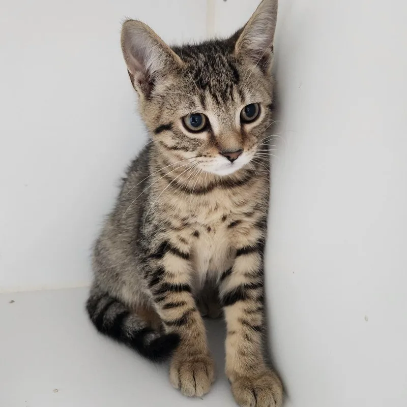 A baby small-sized male Domestic Short Hair cat named Biscuit for adoption in Walnutport, PA
