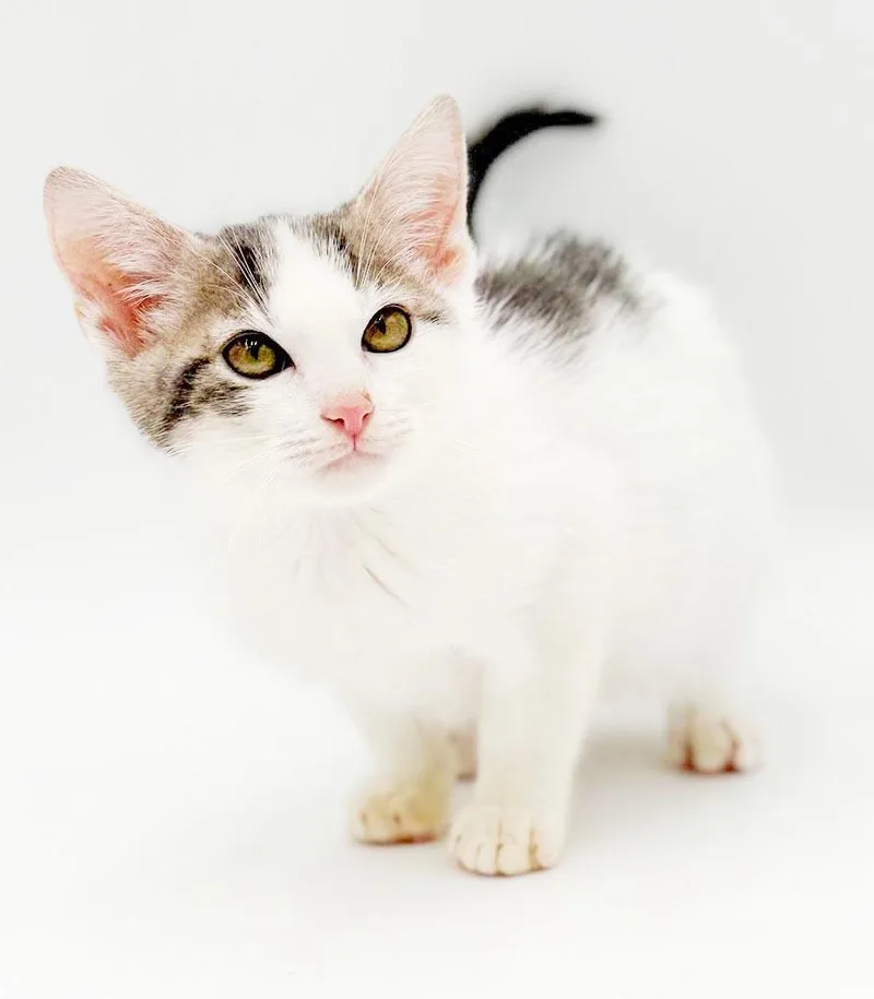 A baby small-sized male Turkish Van cat named NICO is nothing but for adoption in Bedford Hills, NY