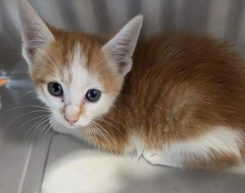 A baby small-sized male Domestic Short Hair cat named Flash for adoption in Bossier City, LA