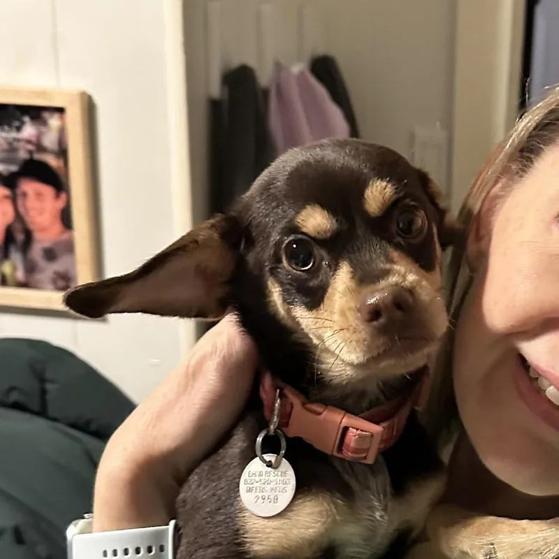 A young small-sized female Brown / Chocolate Chihuahua dog named Gidget 'Mochi' for adoption in Houston, TX