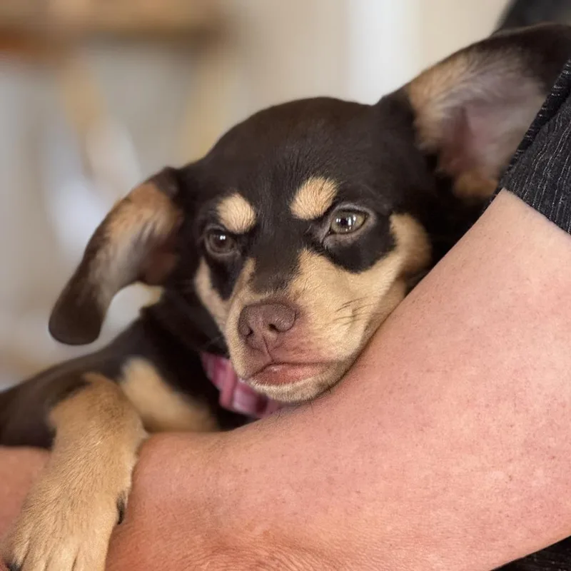 Gidget 'Mochi' thumbnail 2