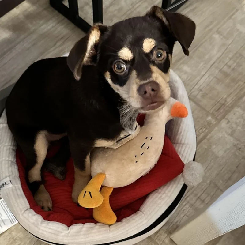 Gidget 'Mochi' thumbnail 3