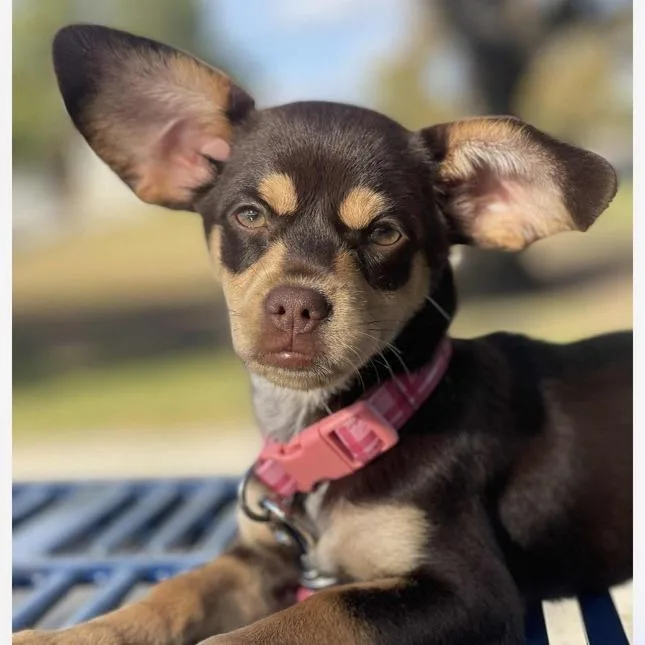 Gidget 'Mochi' thumbnail 4