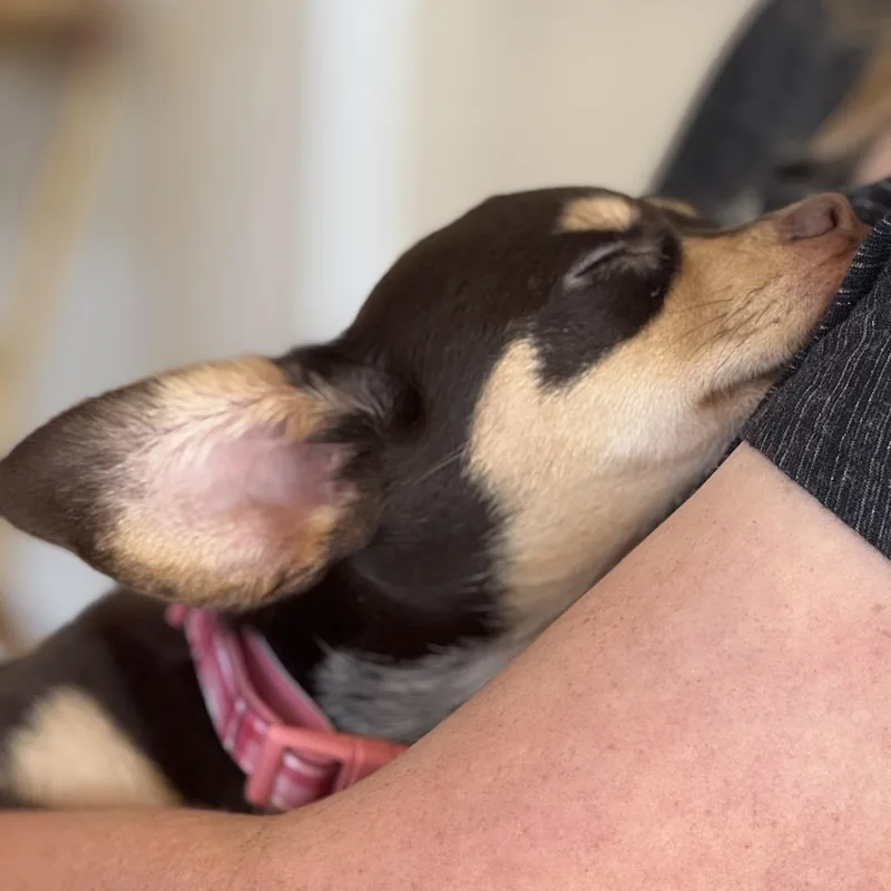 Gidget 'Mochi' thumbnail 6