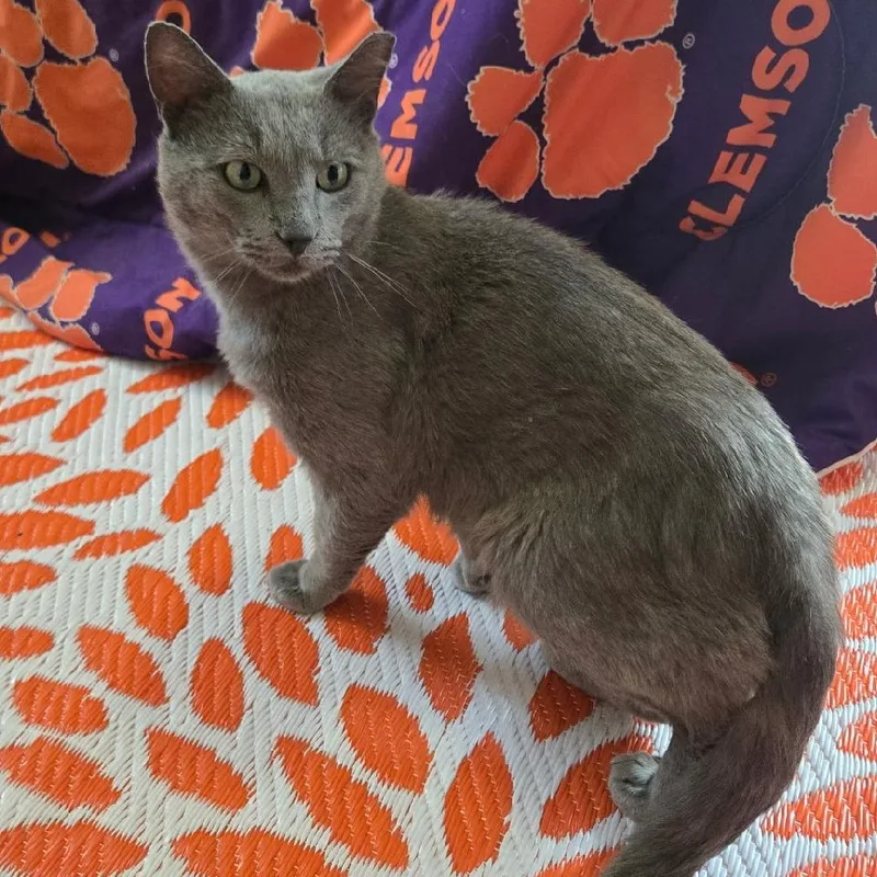 An adult medium-sized male Gray / Blue / Silver Russian Blue cat named Smokey for adoption in Gastonia, NC