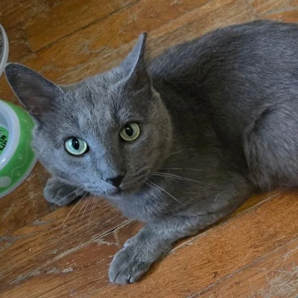 Smokey thumbnail 3