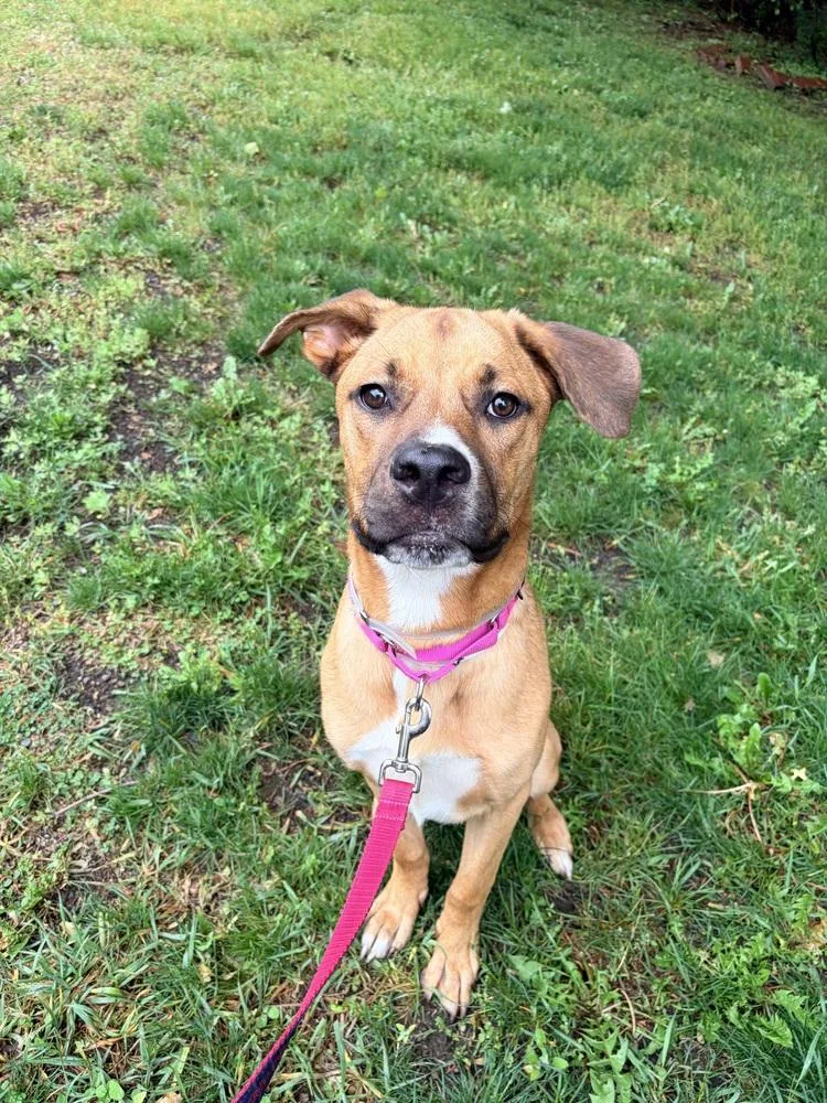 A baby large-sized male Great Dane dog named Nugget for adoption in Brewster , NY