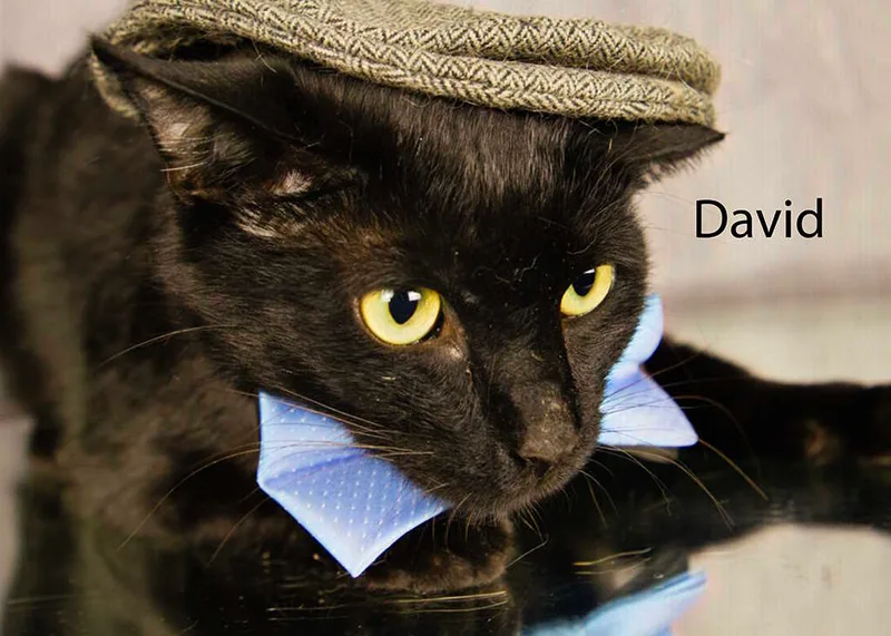An adult medium-sized male Black Domestic Short Hair cat named David for adoption in York, NE