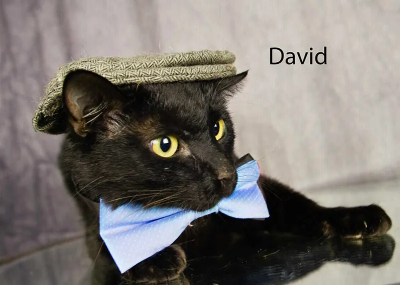 David thumbnail 2