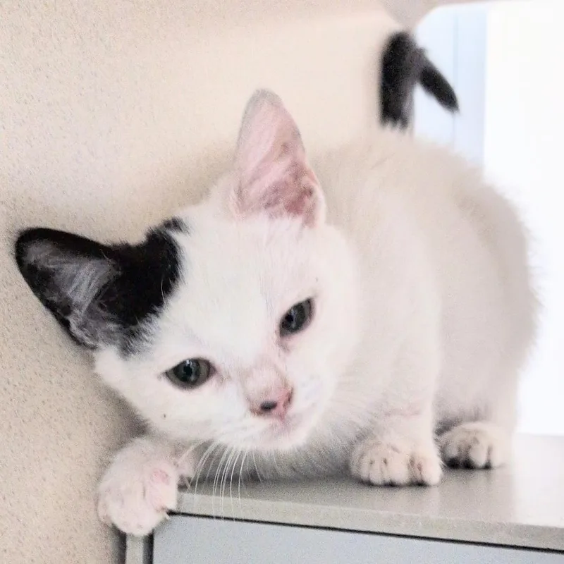 A baby small-sized male Domestic Short Hair cat named Wyatt Earp for adoption in Reno, NV