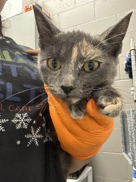 A baby small-sized female Domestic Short Hair cat named Pim for adoption in Indianapolis, IN
