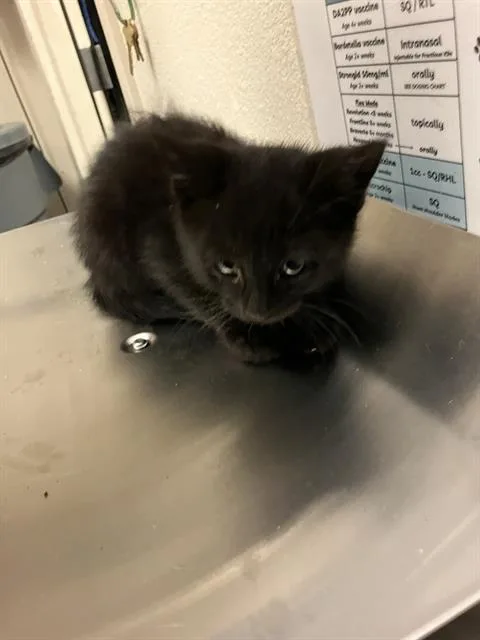 A baby small-sized male Domestic Short Hair cat named Horton for adoption in Long Beach, CA