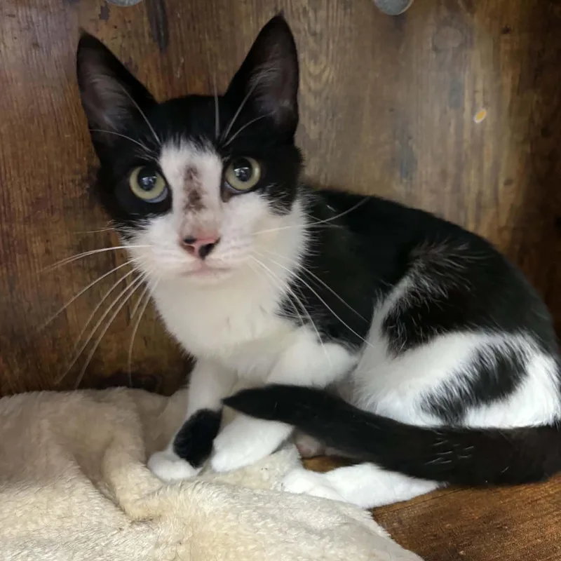 A baby medium-sized female Black & White / Tuxedo Domestic Short Hair cat named Dora for adoption in Fall River, MA