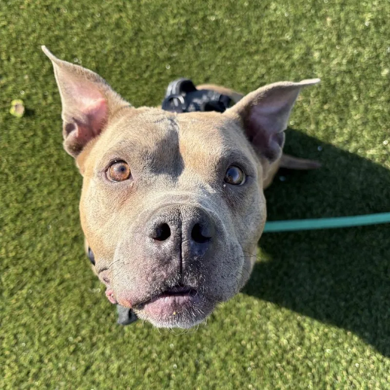 An adult medium-sized female Brindle Mixed Breed dog named Whitney for adoption in Philadelphia, PA