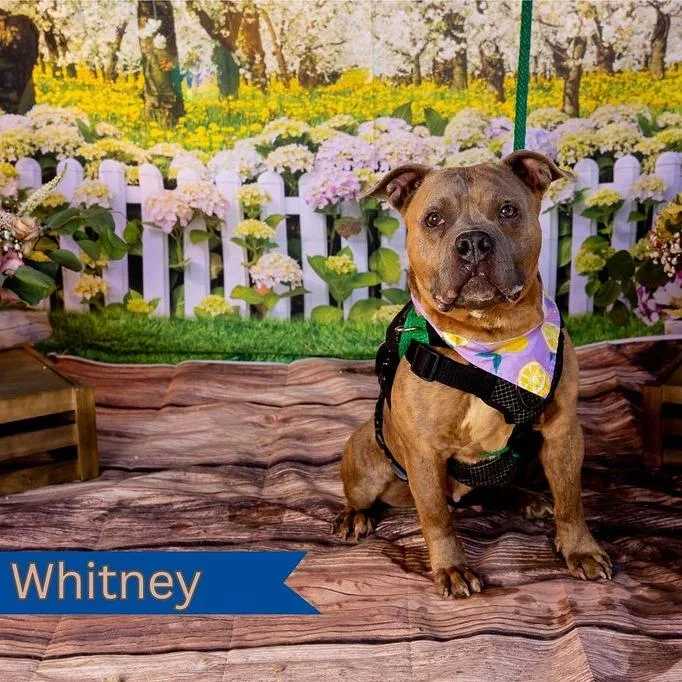 Whitney thumbnail 2