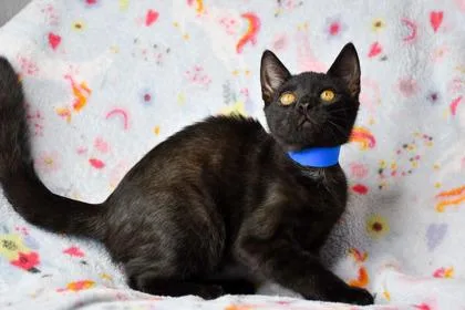 An adult small-sized male Domestic Short Hair cat named Darel for adoption in Yakima, WA