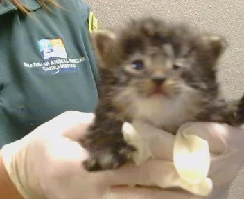 A baby small-sized male Domestic Medium Hair cat named Leo for adoption in Sacramento, CA