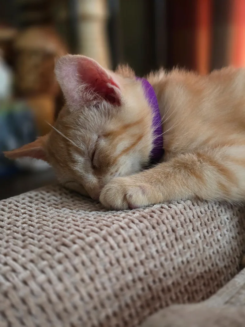 Fluffy Butt