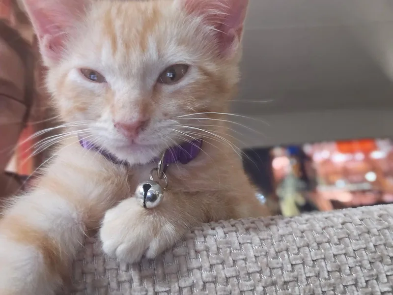 Fluffy Butt thumbnail 2