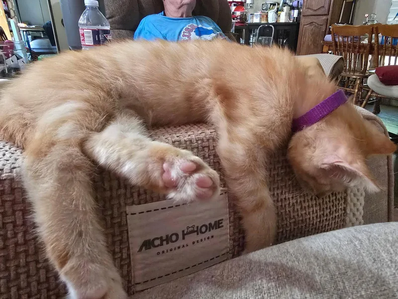 Fluffy Butt thumbnail 3