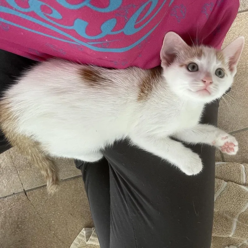 A baby small-sized male Orange / Red Domestic Short Hair cat named Pearl Jam for adoption in Hemet, CA