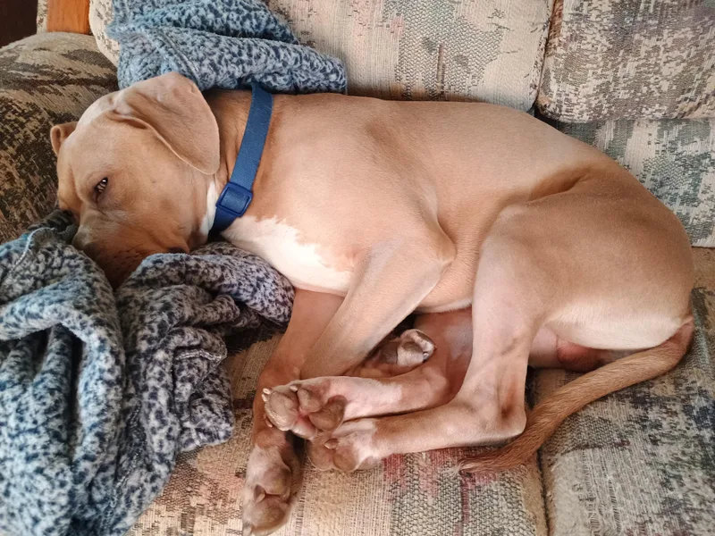 A young large-sized male Mixed Breed dog named Buck Courtesy Listing for adoption in Midland, MI