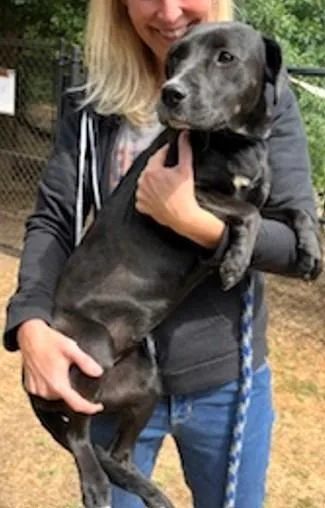An adult medium-sized female Mixed Breed dog named Sparkle for adoption in Madison, NJ