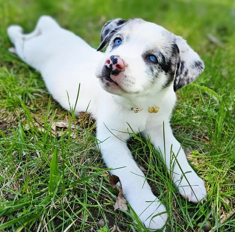 A baby medium-sized female Australian Shepherd dog named Katydid for adoption in Troy, IL