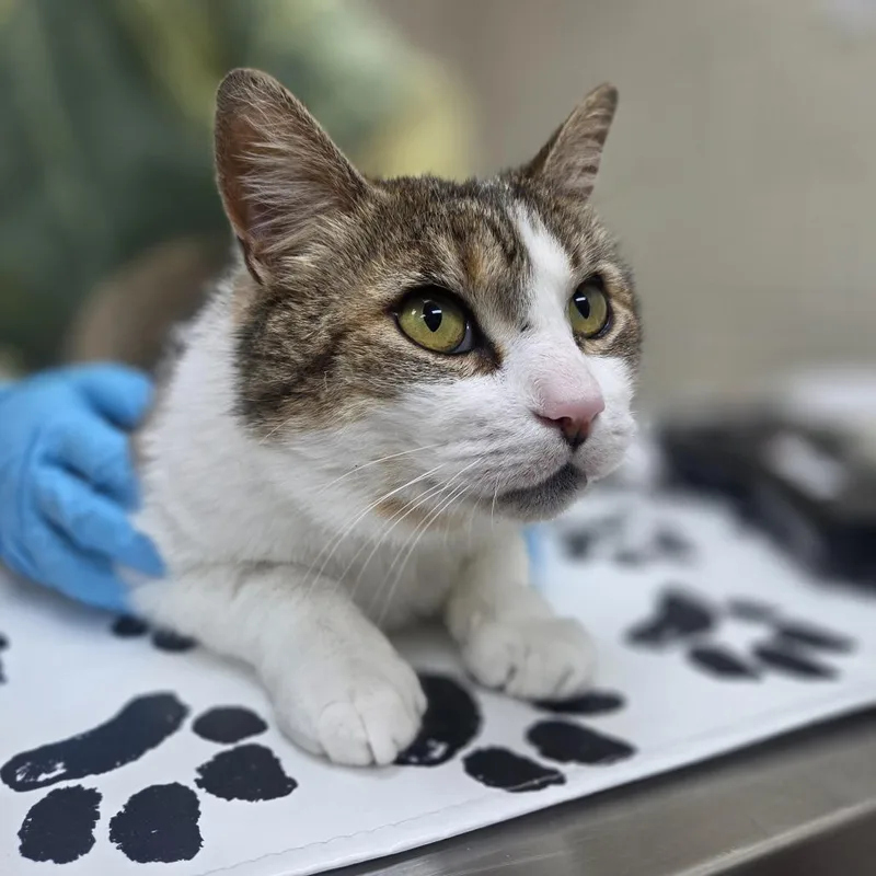 Francois thumbnail 2