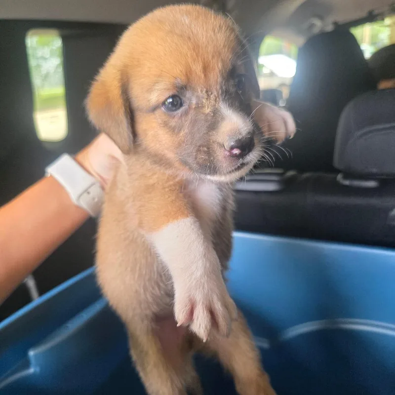 A baby small-sized male Collie dog named Eeyore for adoption in Lufkin, TX